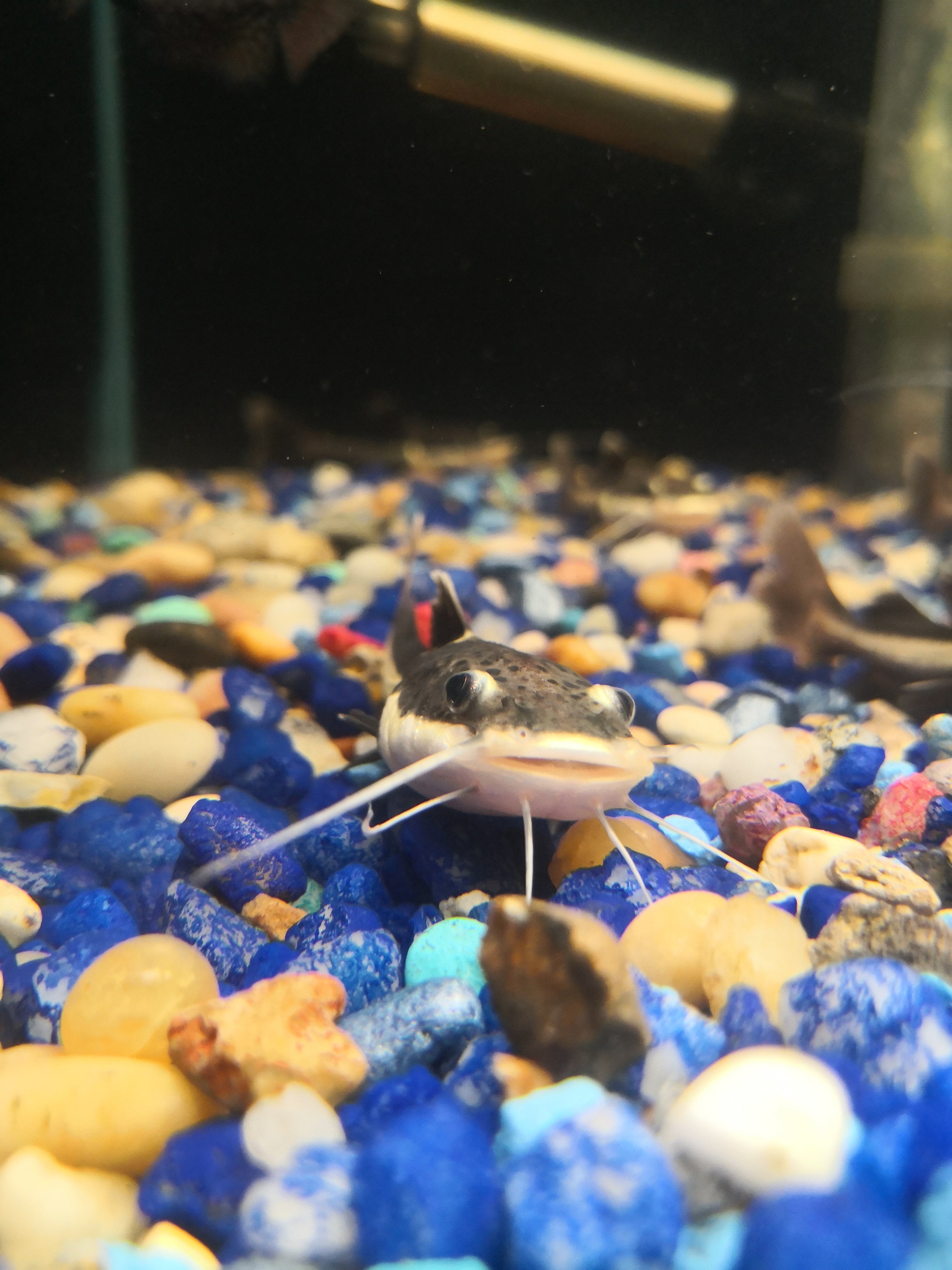 Guide to Bottom Dwellers Mississauga Aquarium