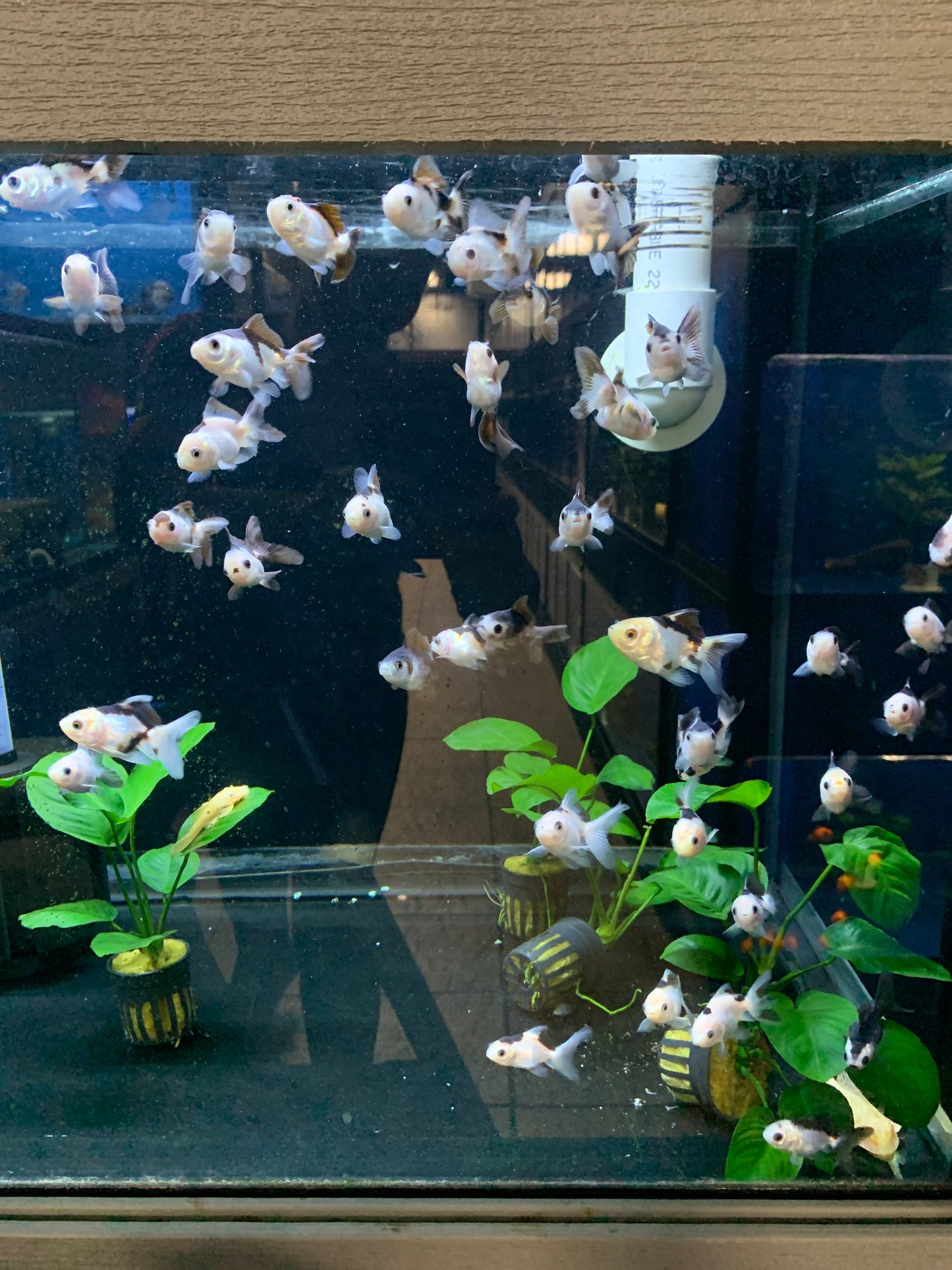 Oranda 5-6cm