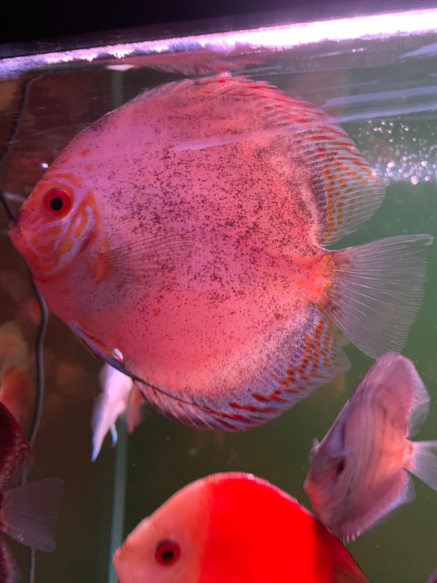 Butterfly Discus