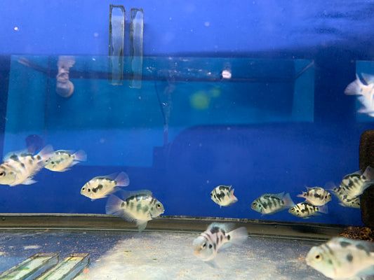 Blue Polar Parrot Cichlid