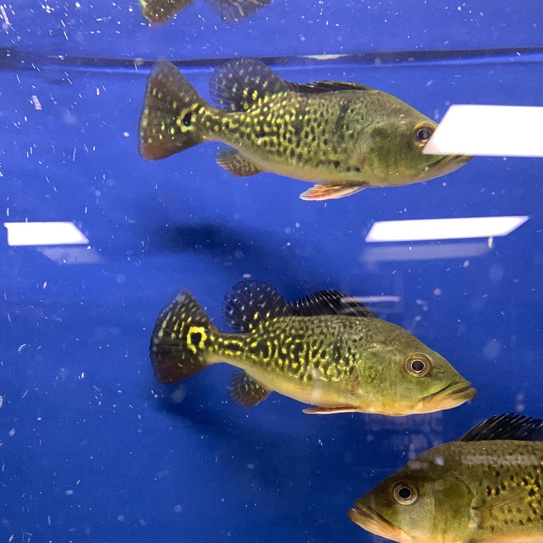 Kelberi Peacock Bass