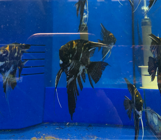 Marble Angelfish