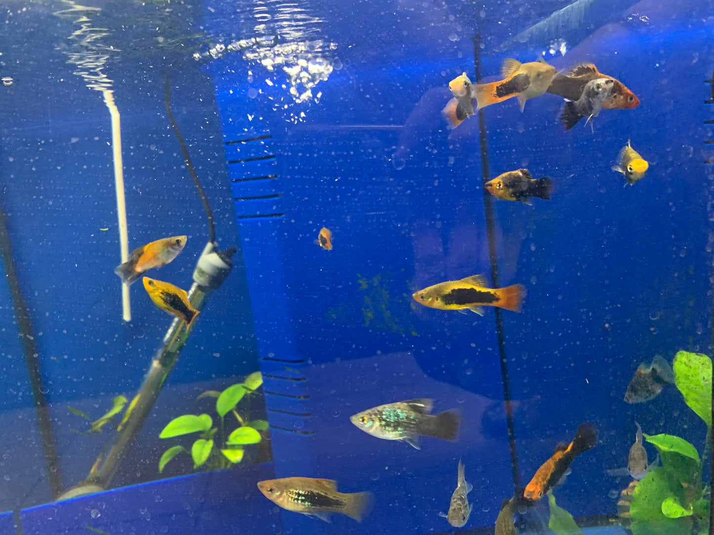 Assorted Platy