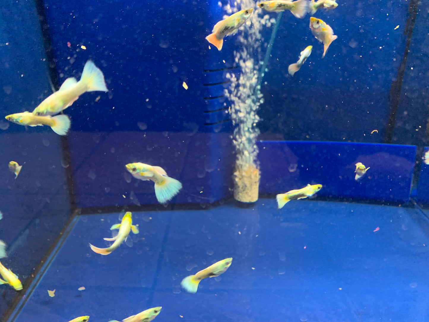 Luminous White Guppies