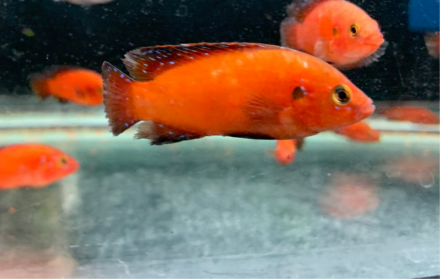 Blood Jewel Cichlid
