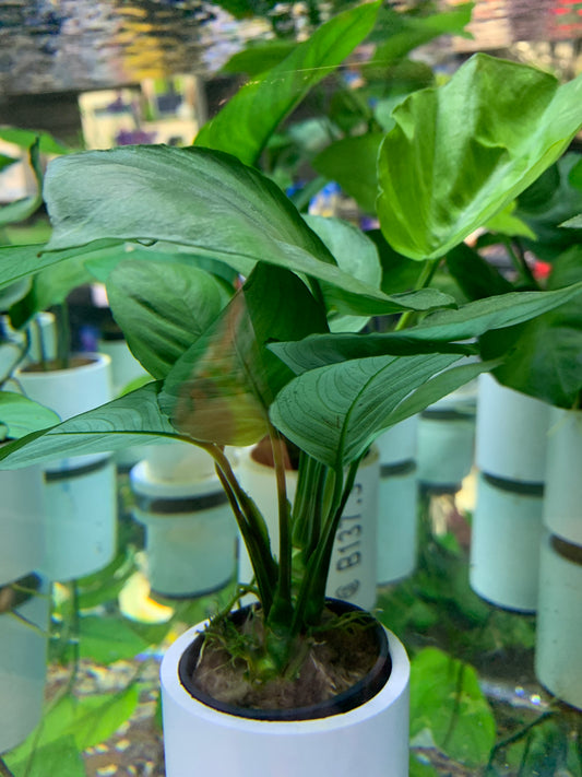 Broad Leaf