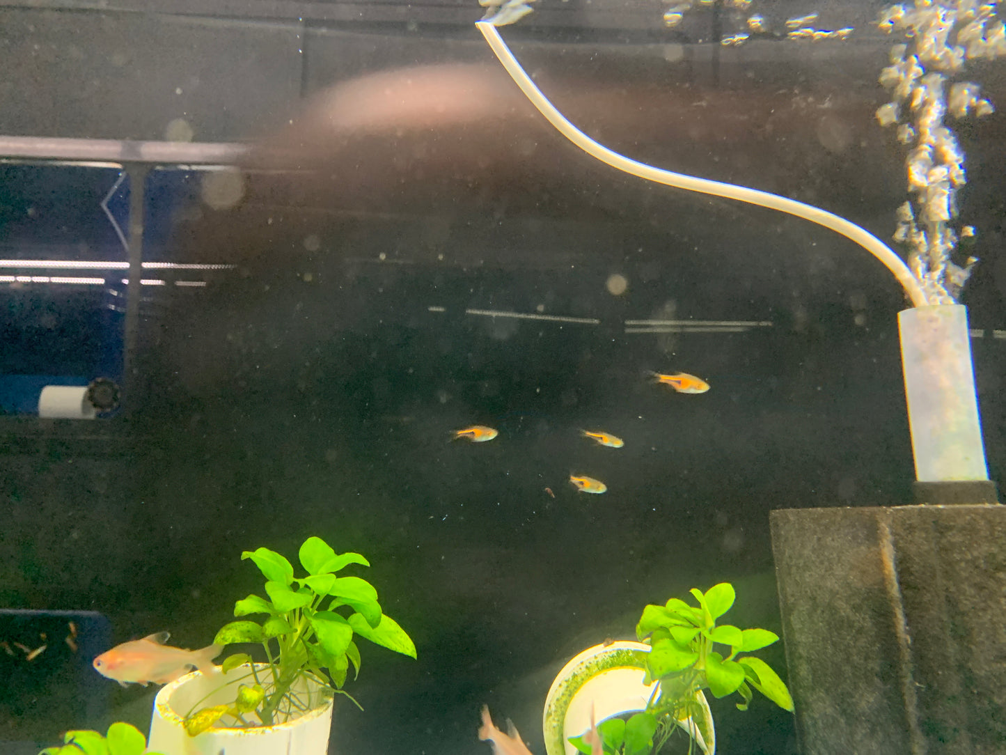 Harlequin Rasbora