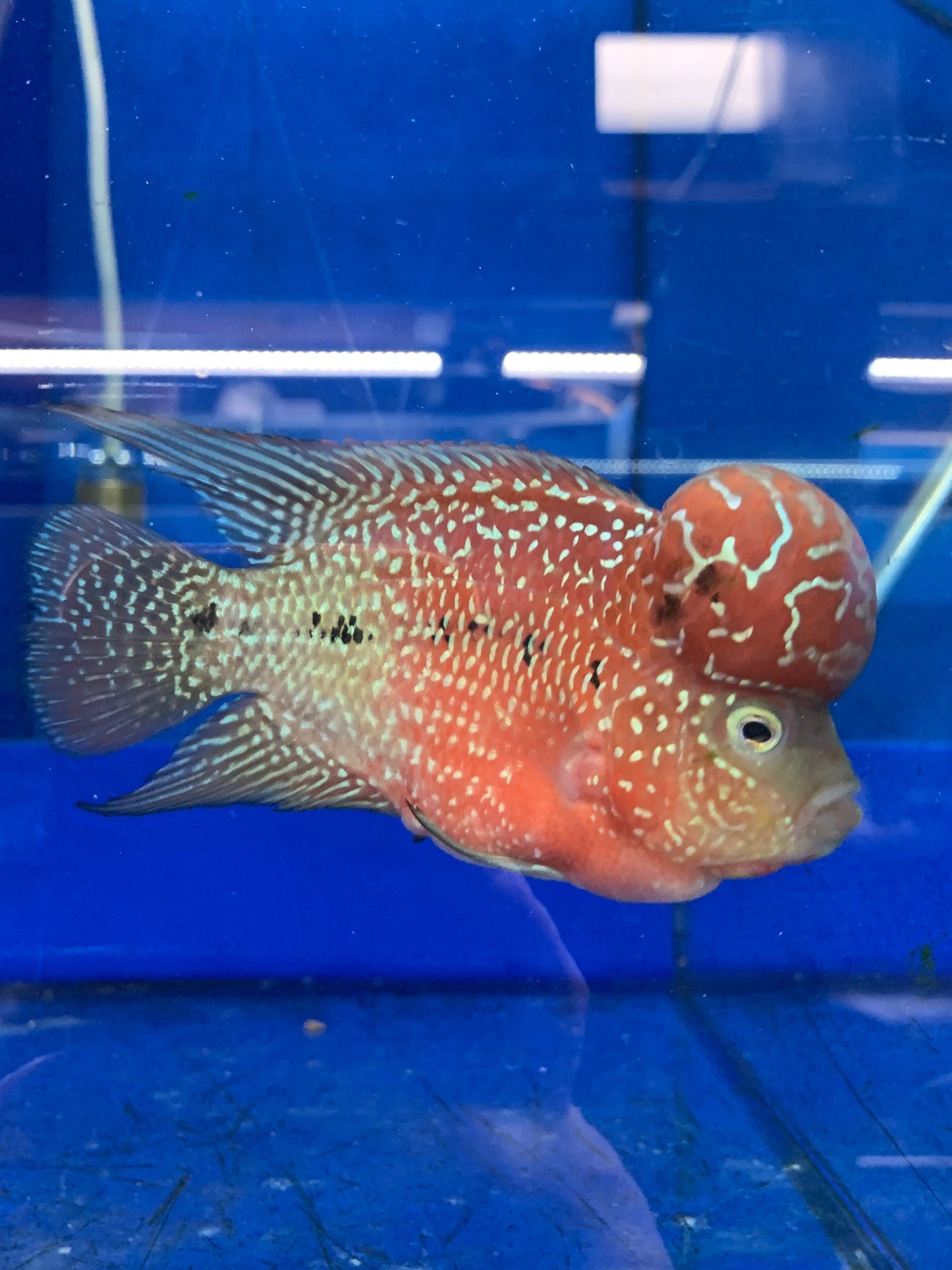 Flowerhorn Cichlid