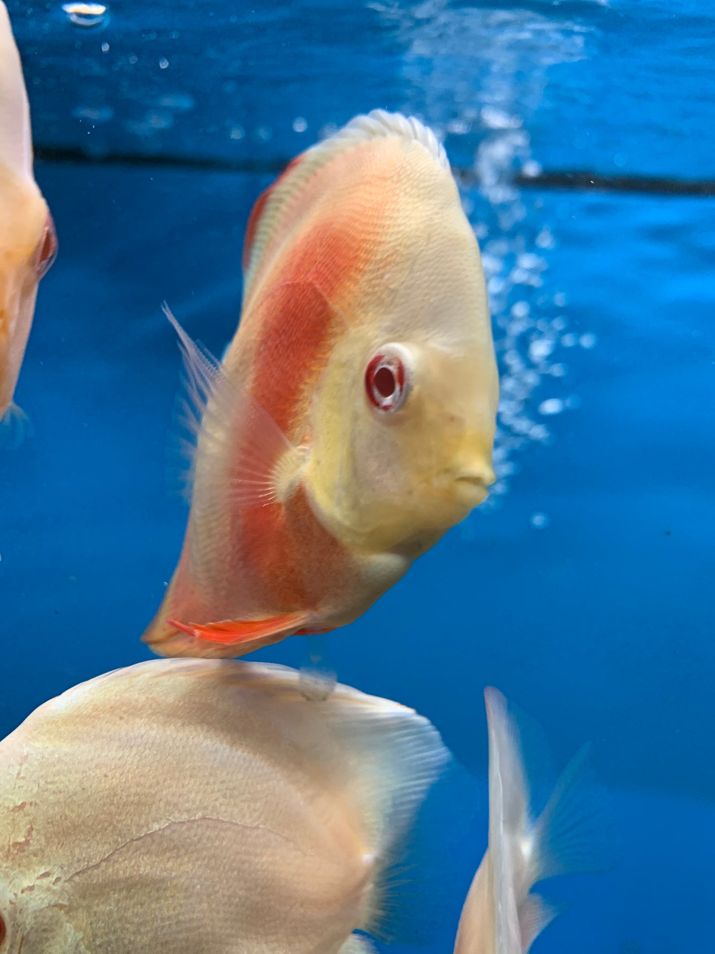 Albino Yellow Discus