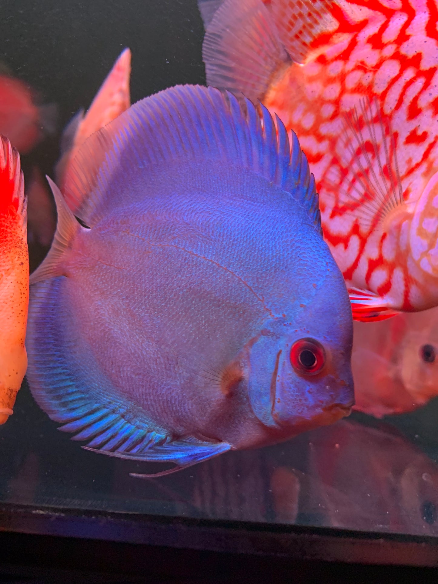 Blue Diamond Discus