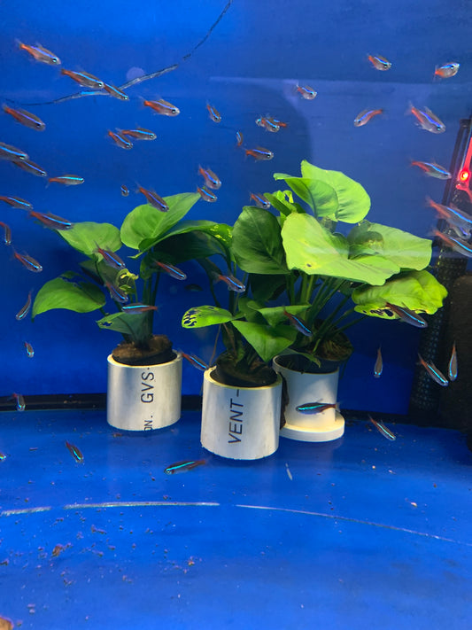 Neon Tetra
