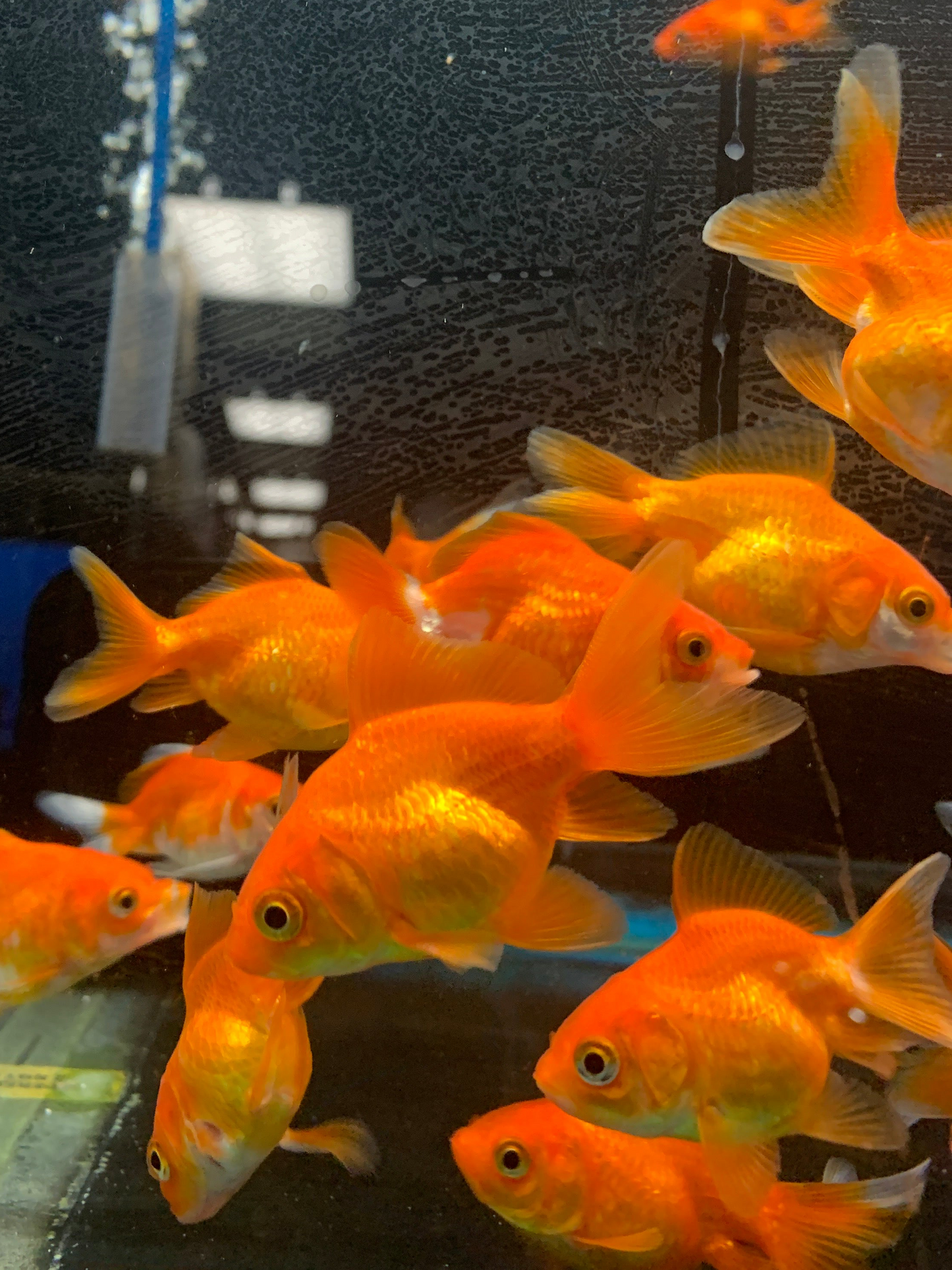 Fantail Goldfish