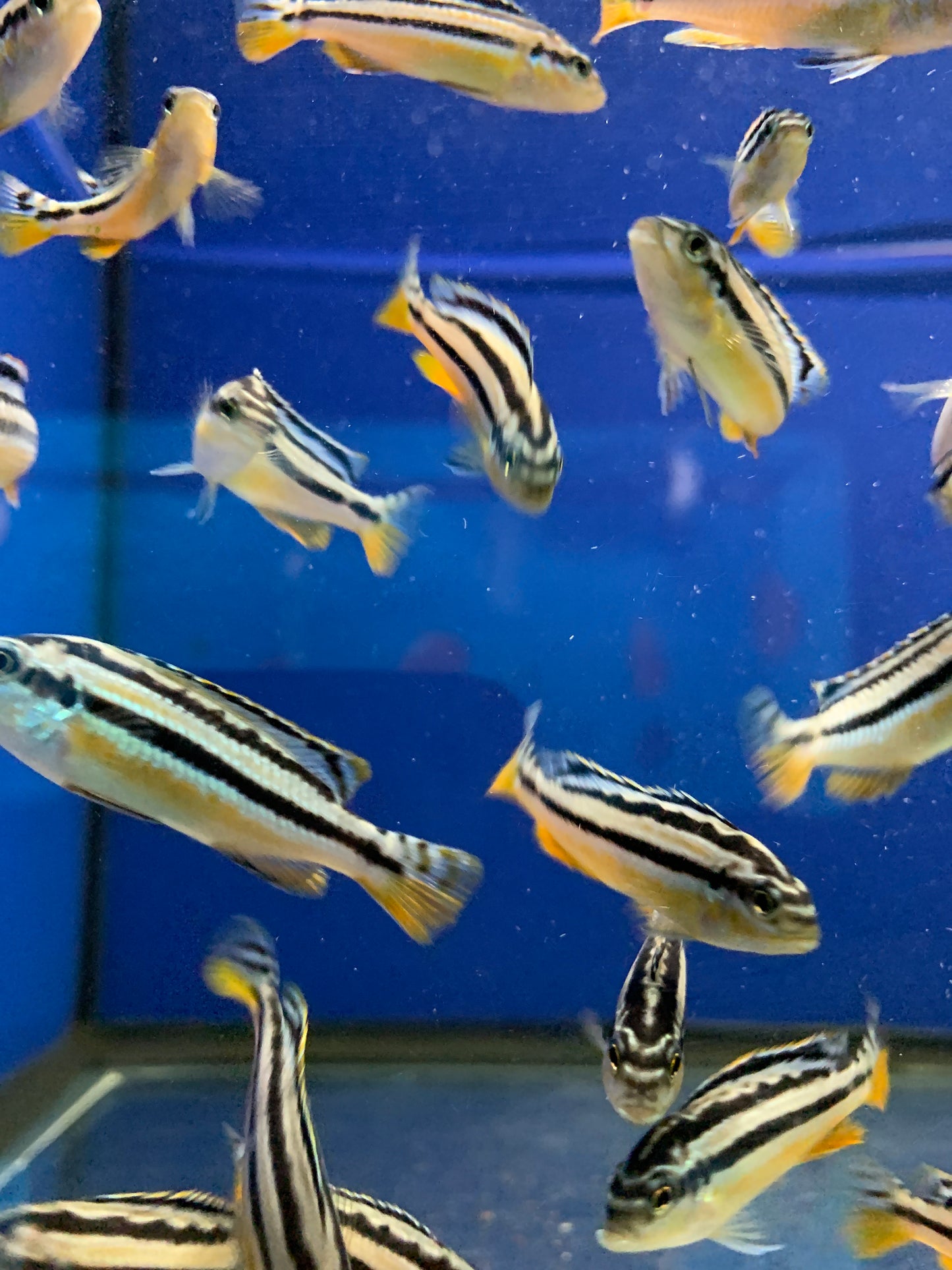 Golden Mbuna
