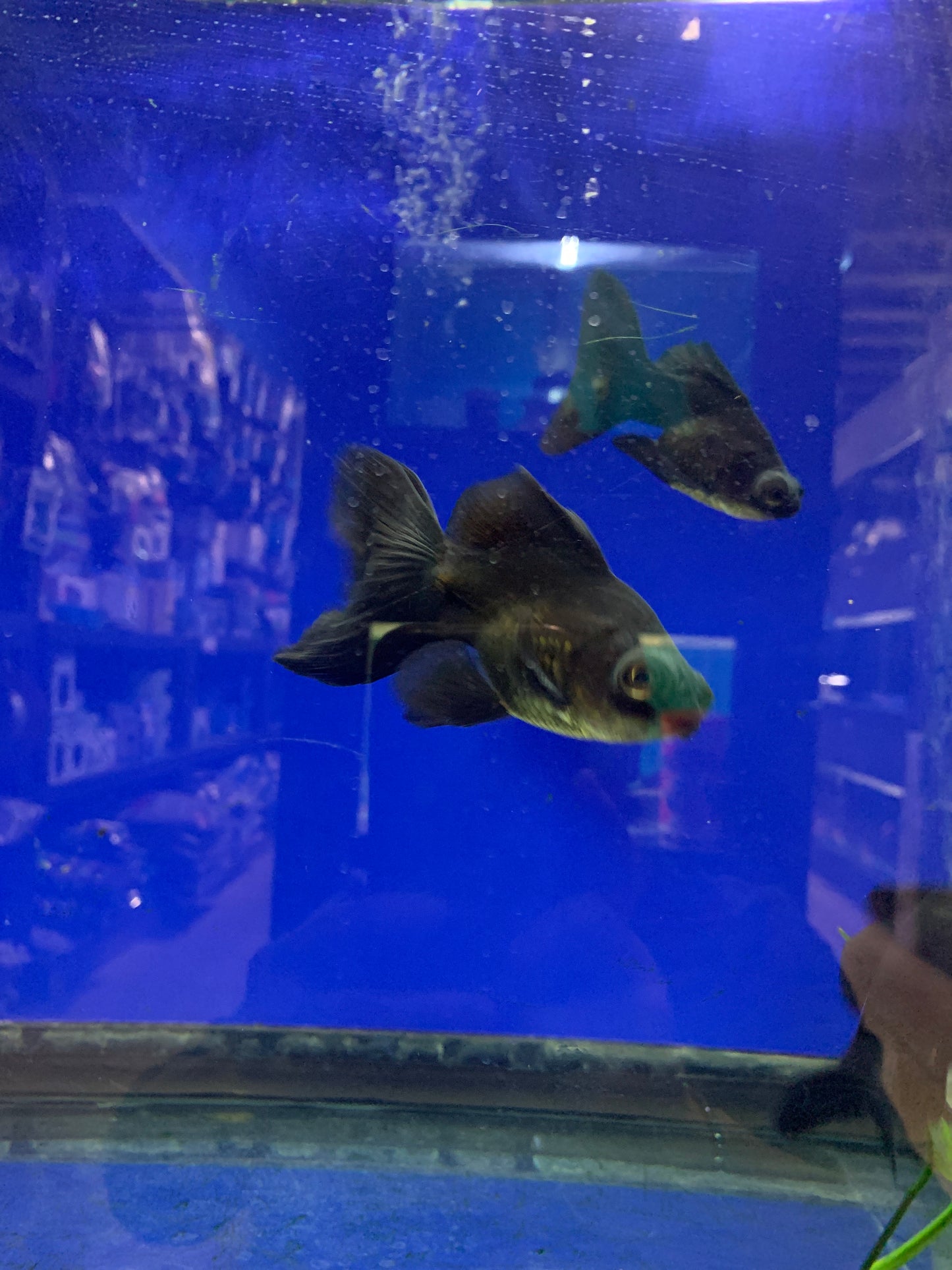 Black Moor butterfly Goldfish