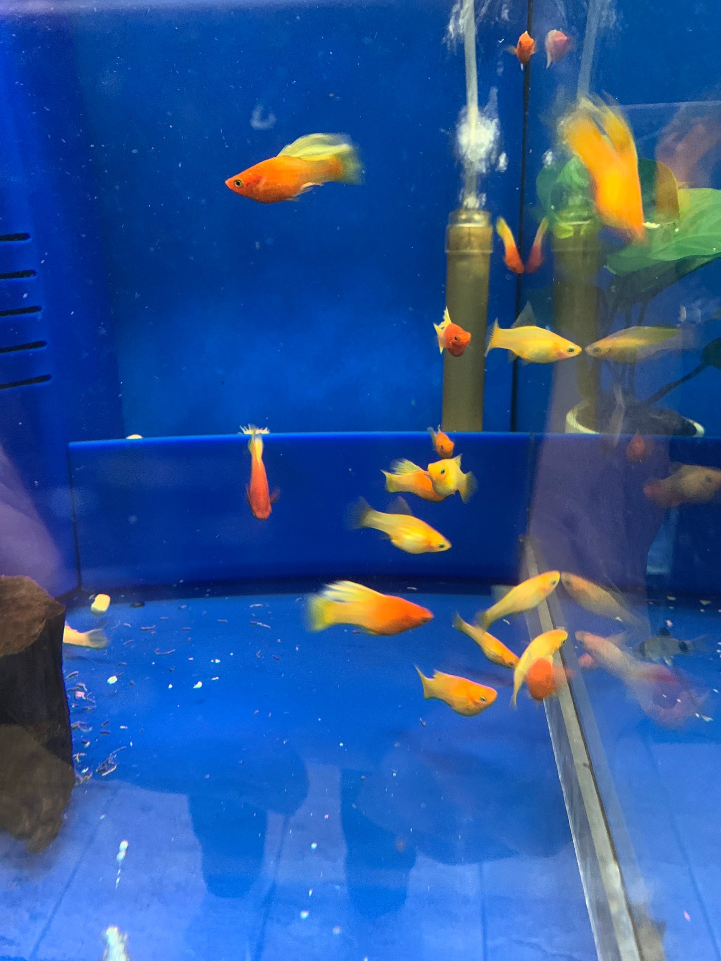 Sunrise platy Highfin