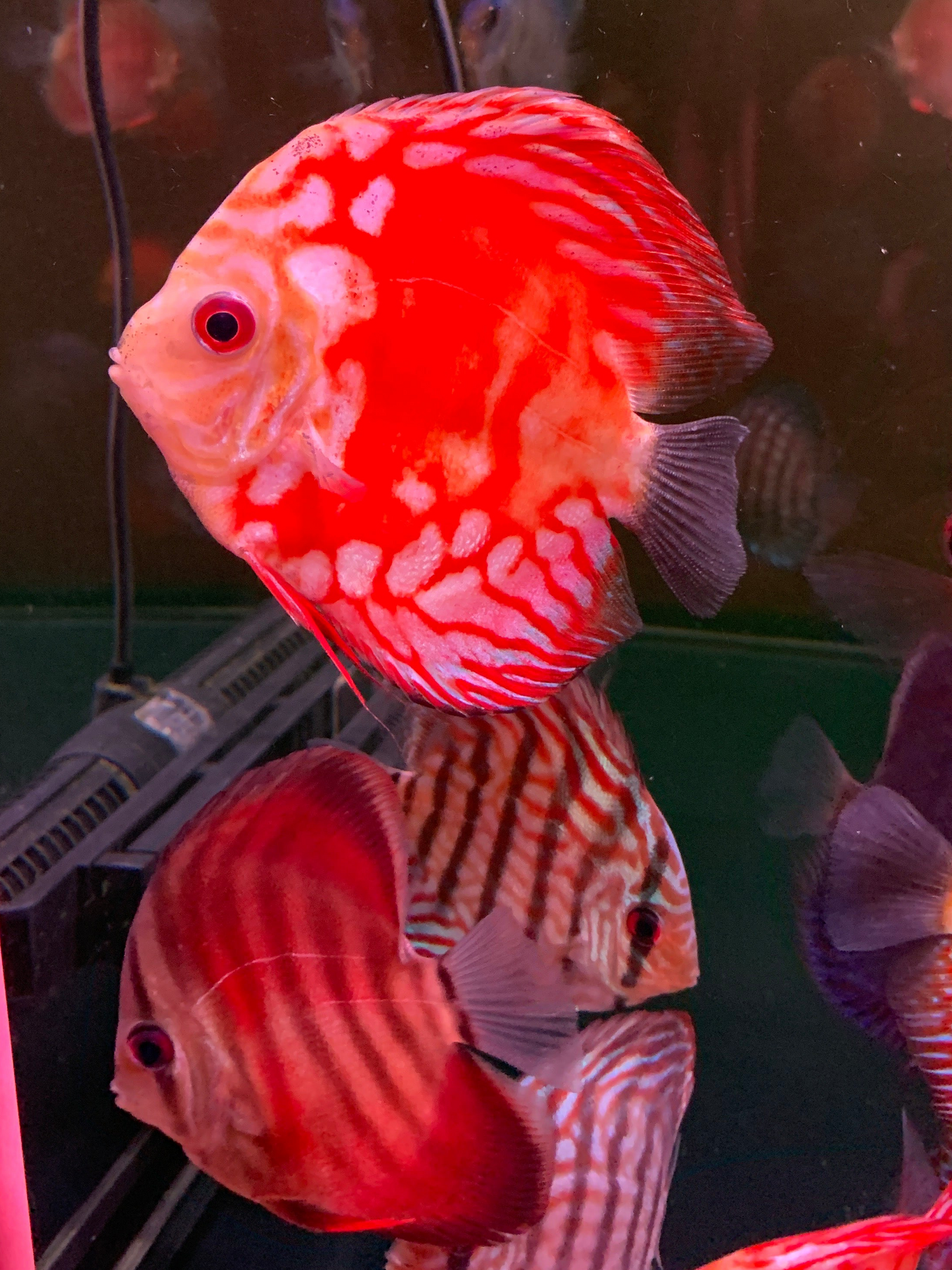 Red Panda Discus