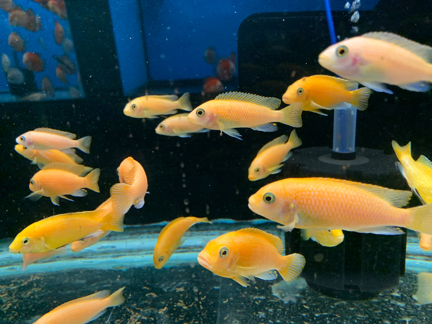 Red Zebra cichlid