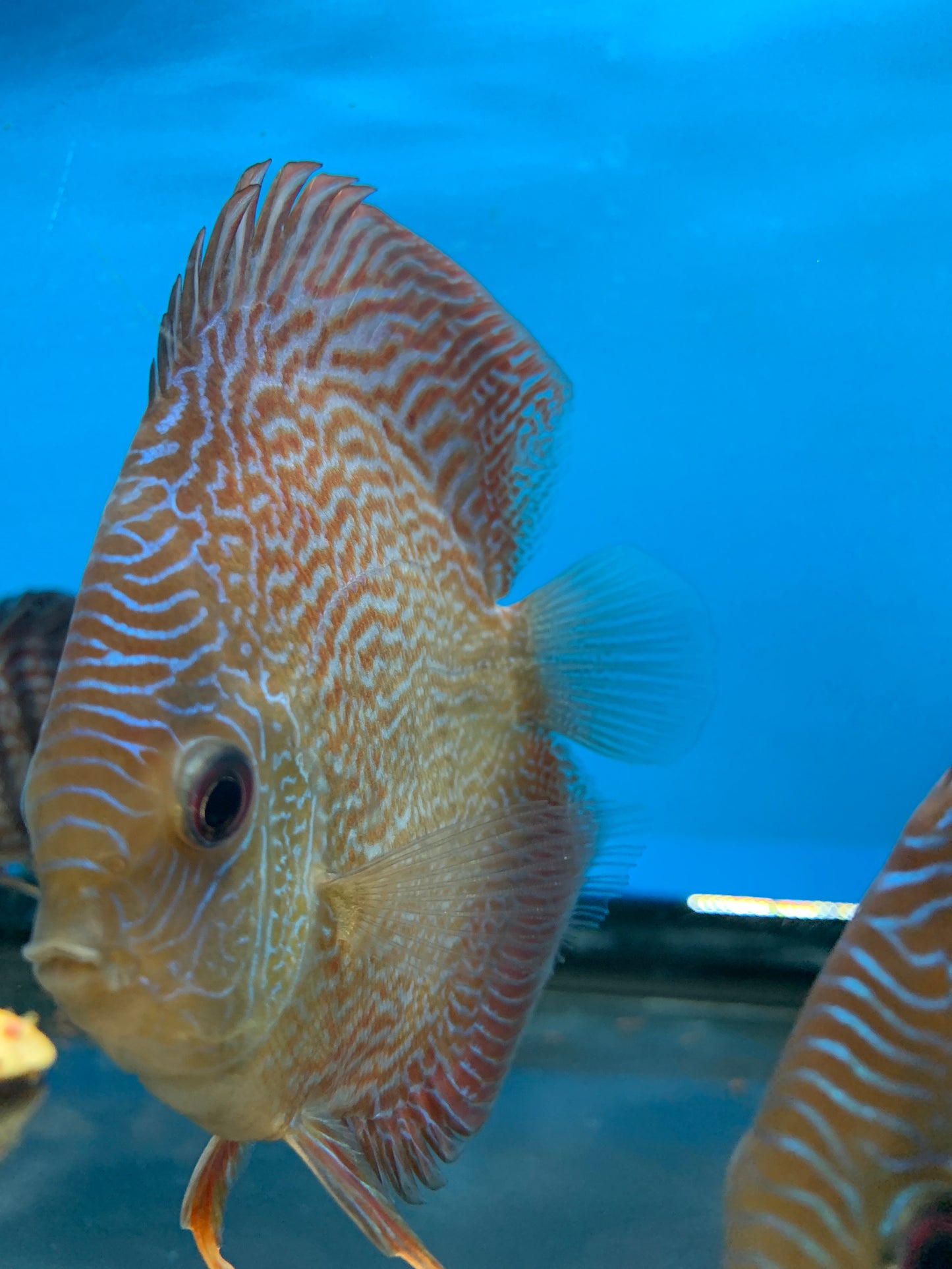 Blue Snakeskin Discus