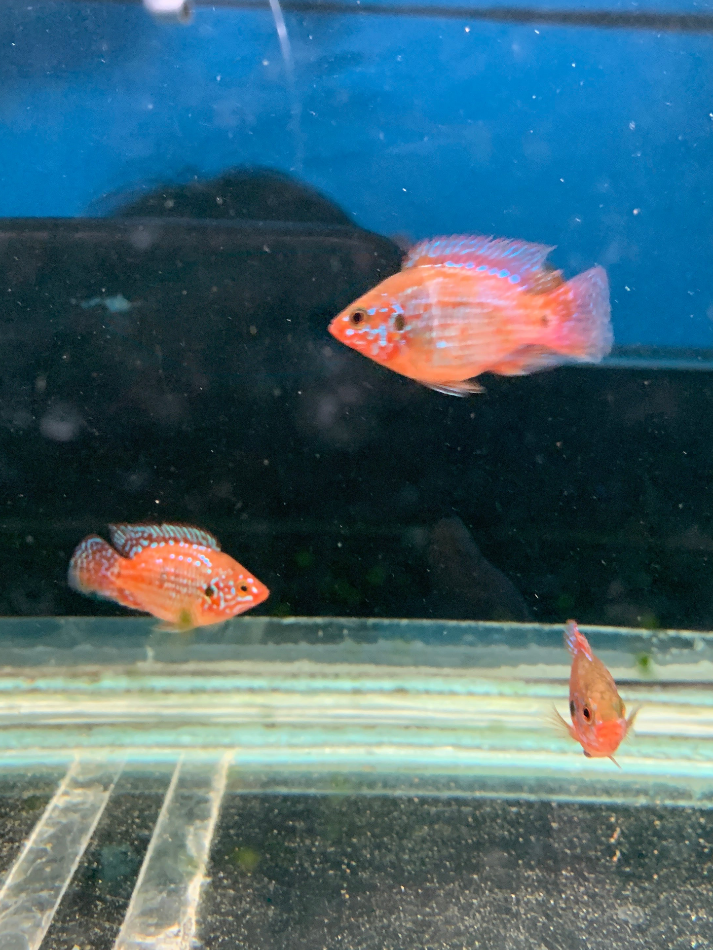 Blood Jewel Cichlid