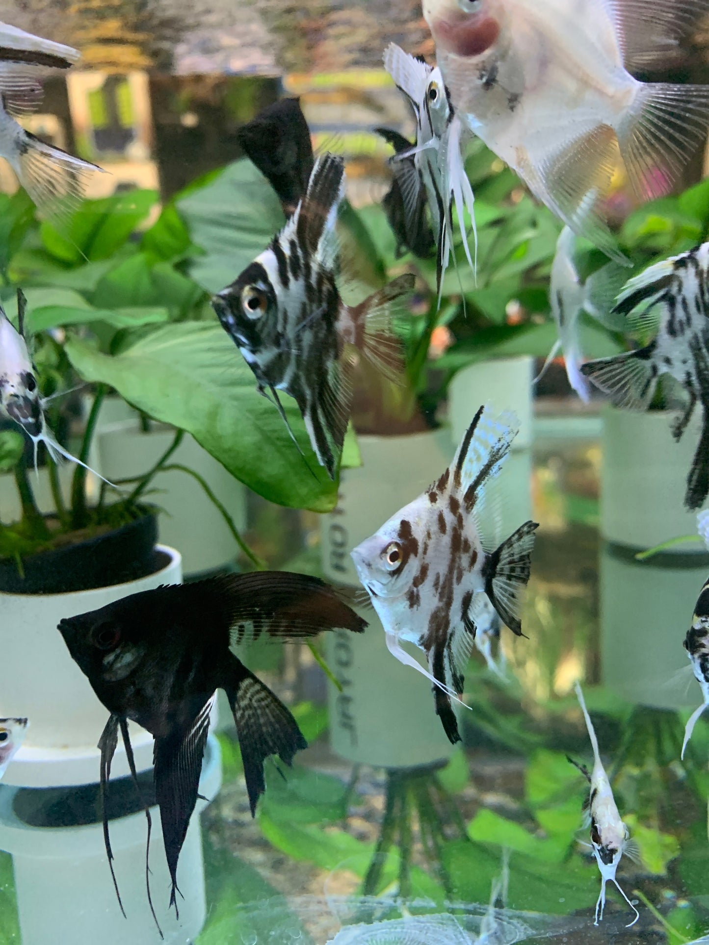Panda Angelfish