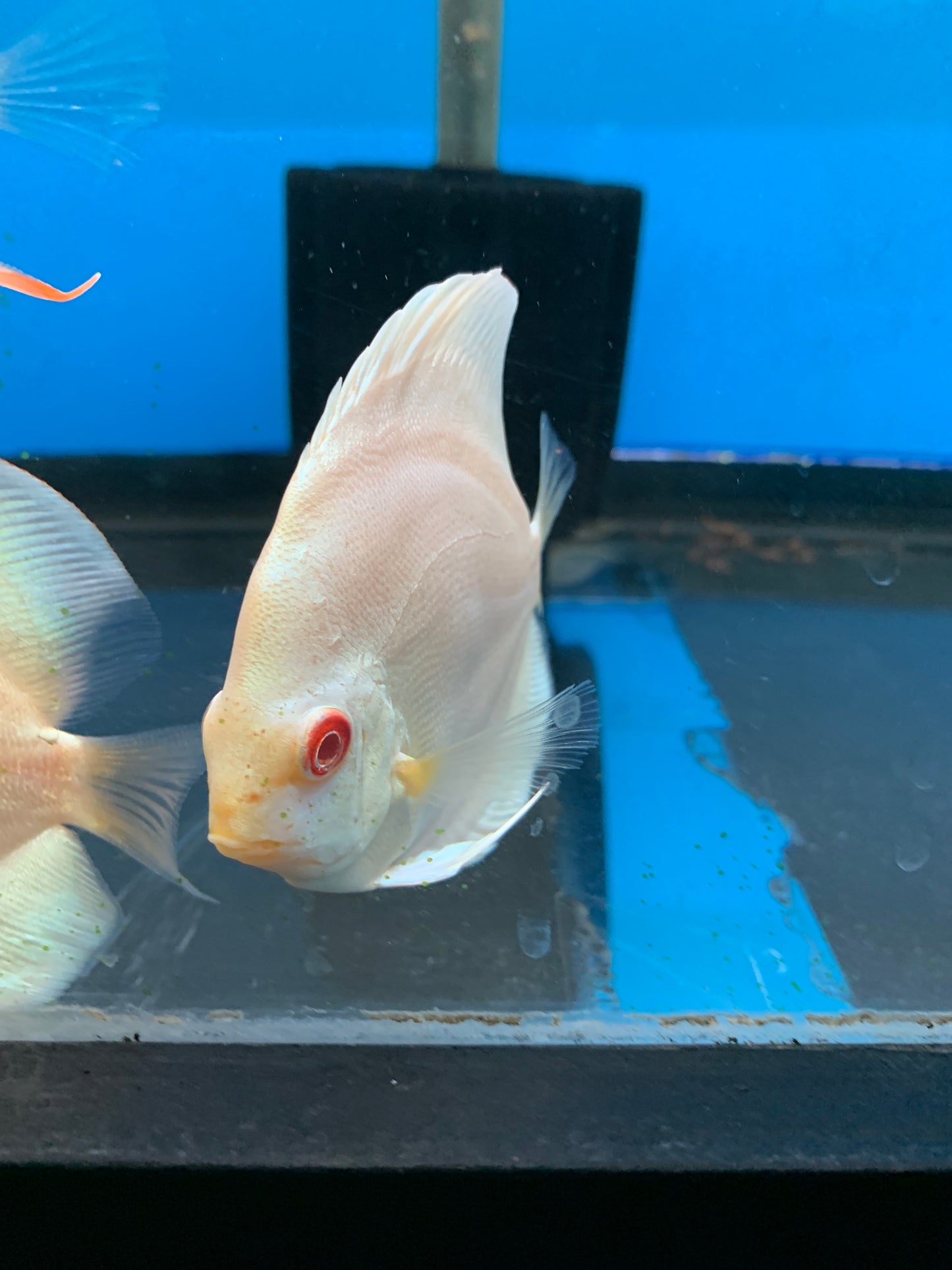 Albino Yellow Discus