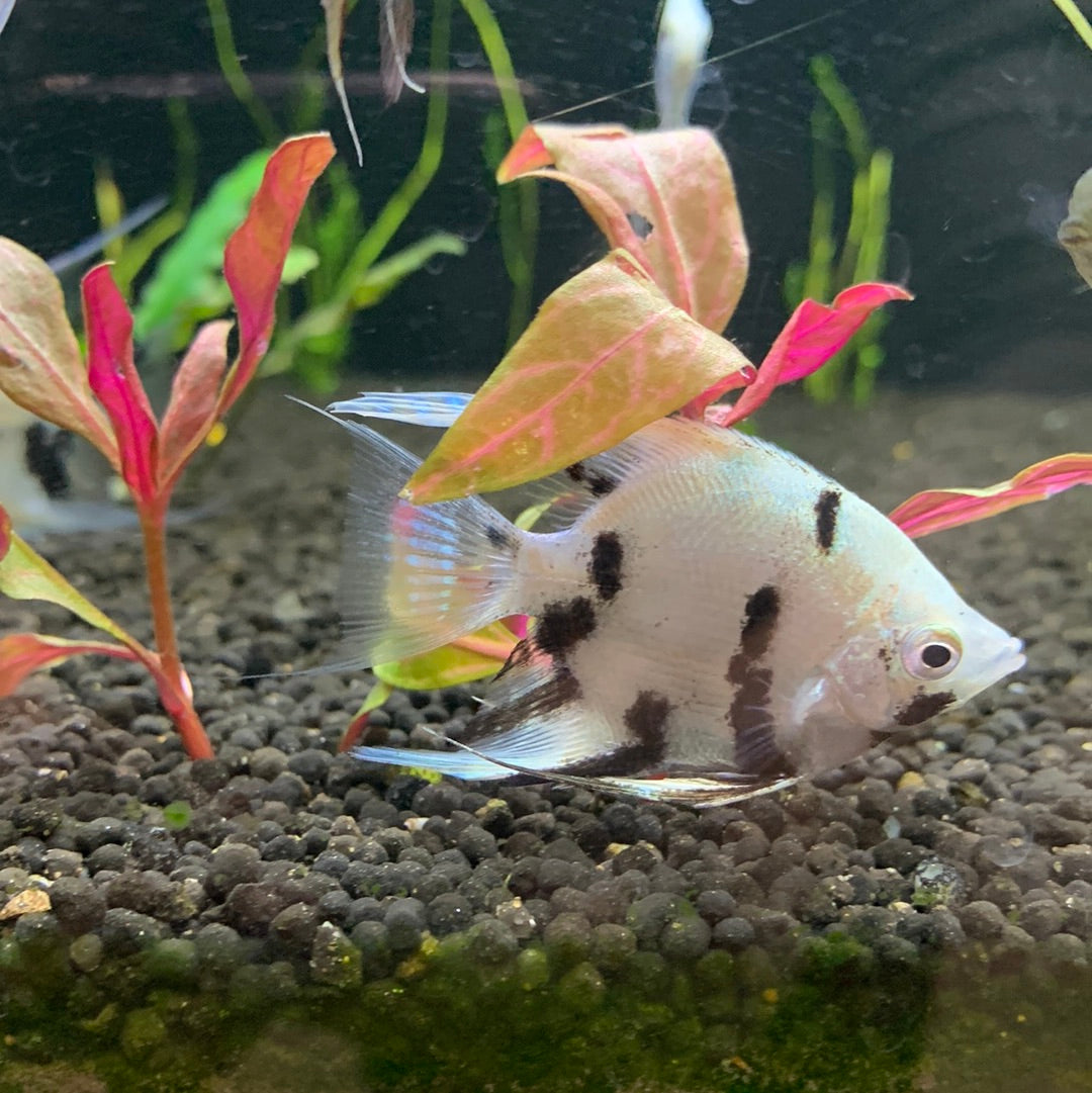 Panda angelfish