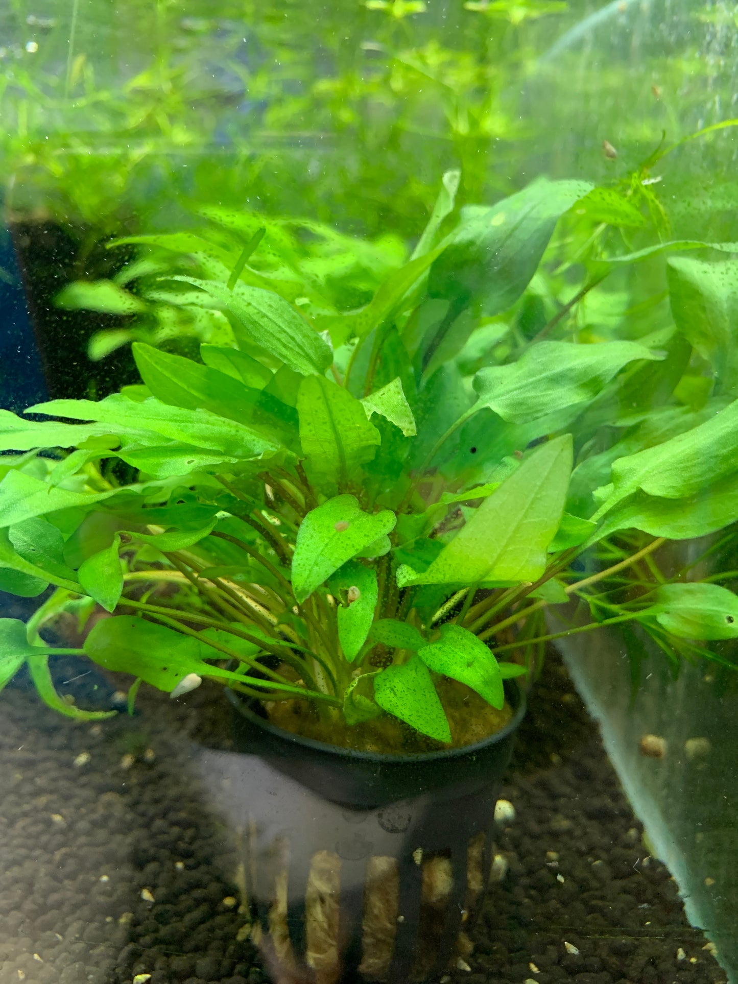 Wendtii Brown/wendtii Green