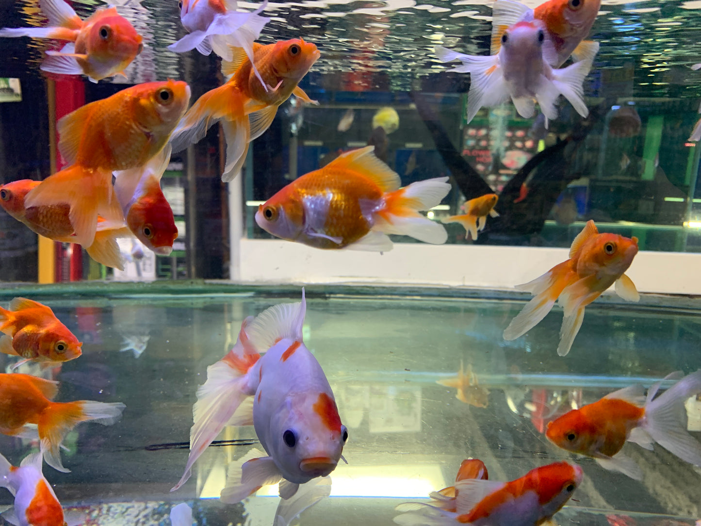 Calico Goldfish(5-6cm)/ red white Fantail Goldfish (7-8cm)