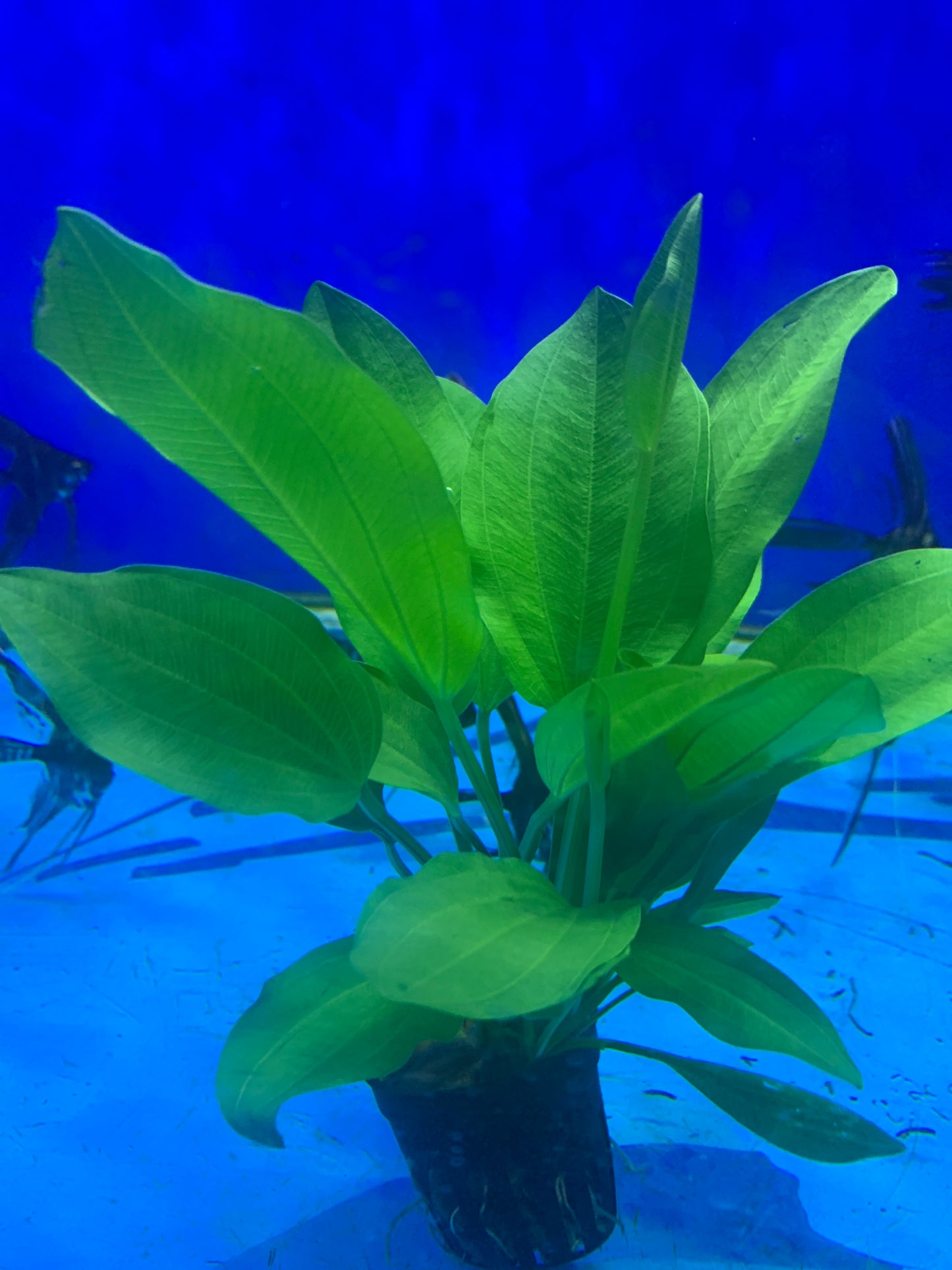 Echinodorus argentinensis