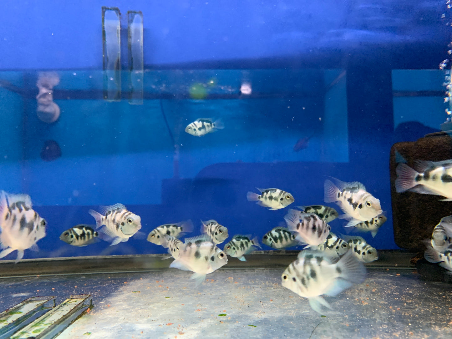 Blue Polar Parrot Cichlid