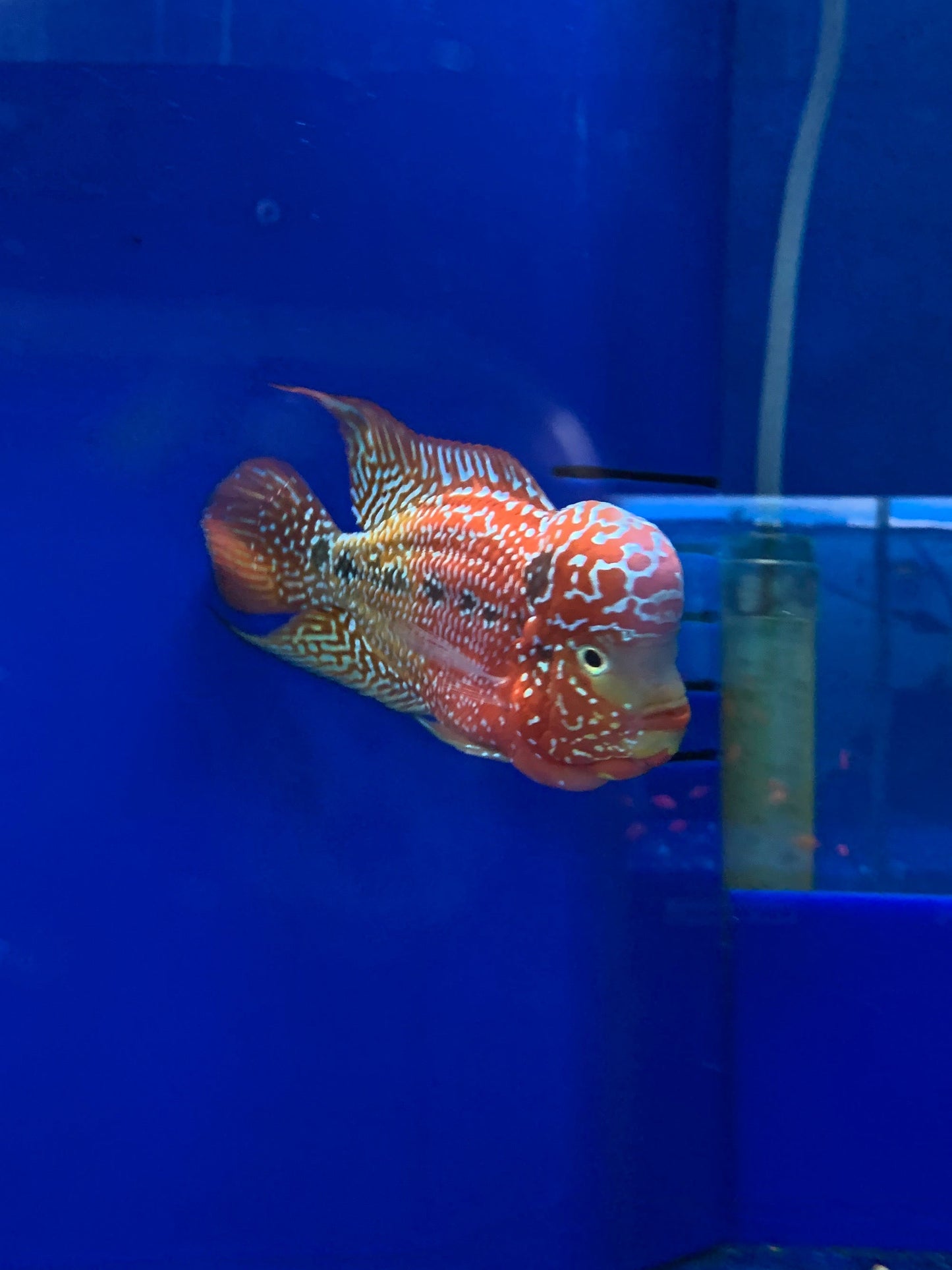 Flowerhorn Cichlid
