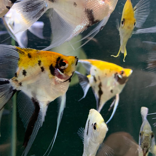 Tri Color koi Angelfish