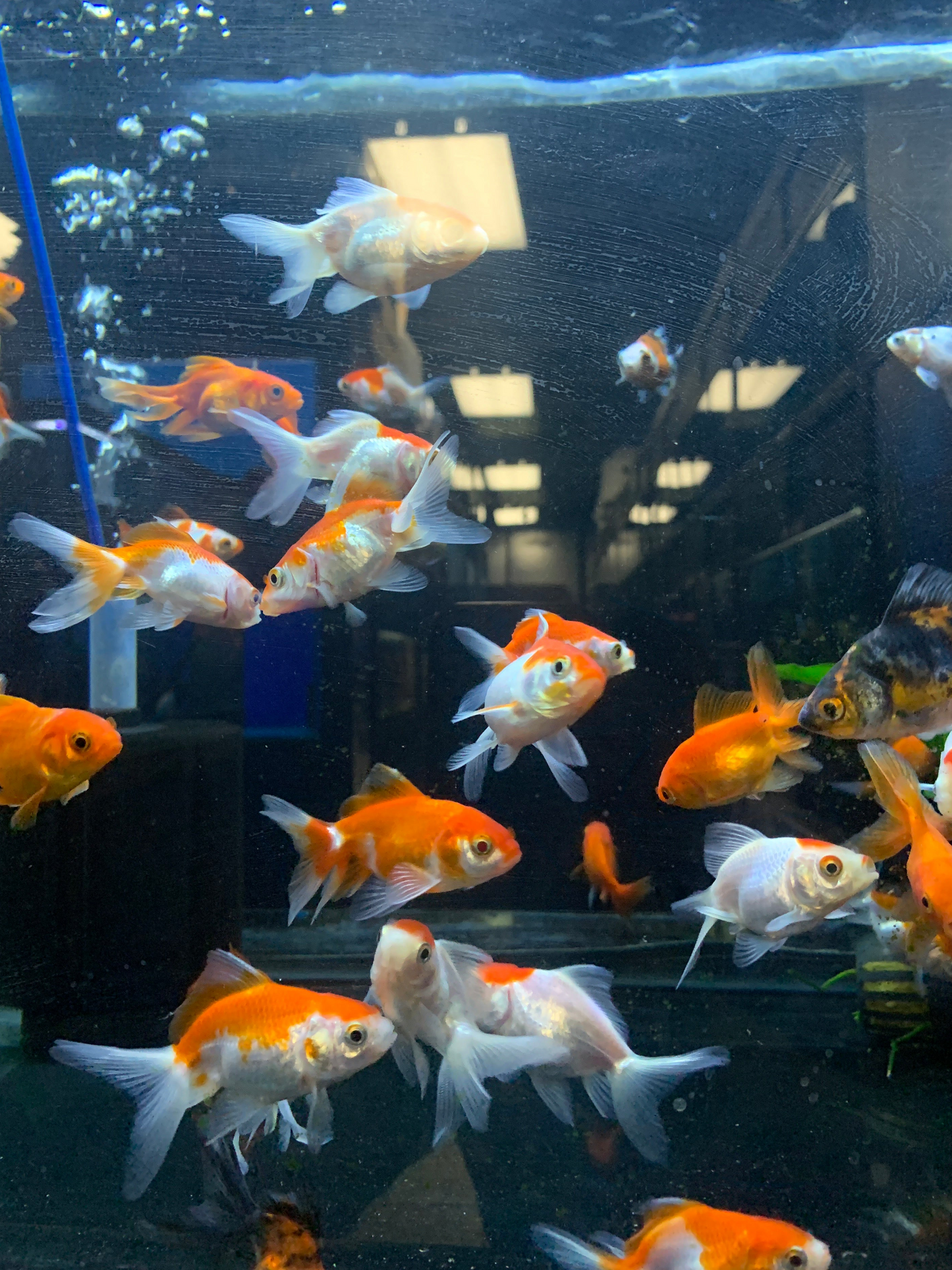 Fantail Goldfish