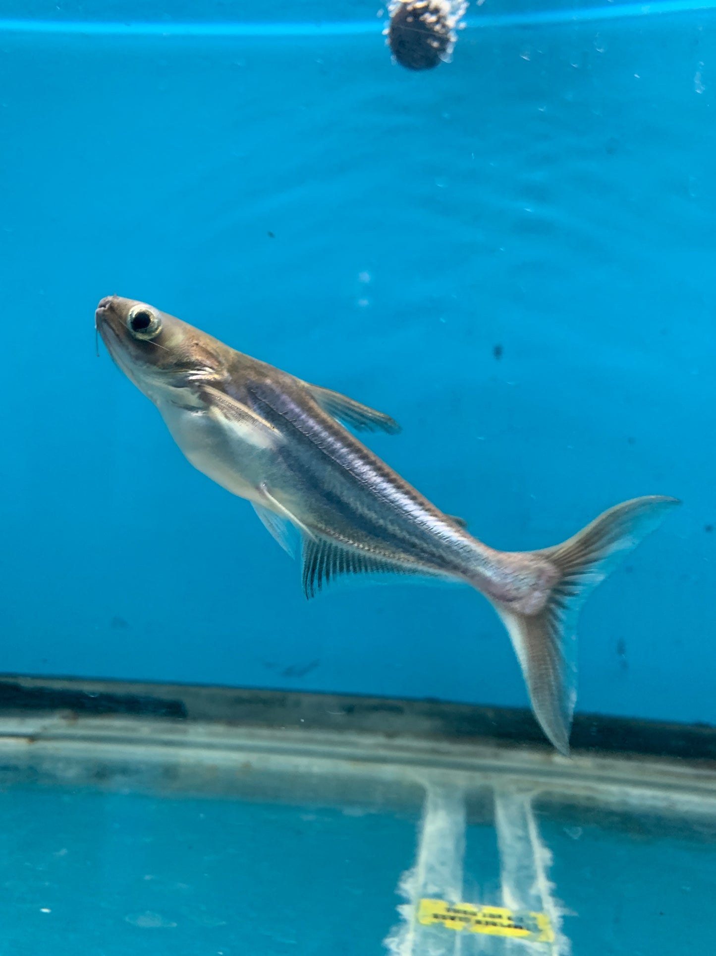 Albino Pangasius Shark