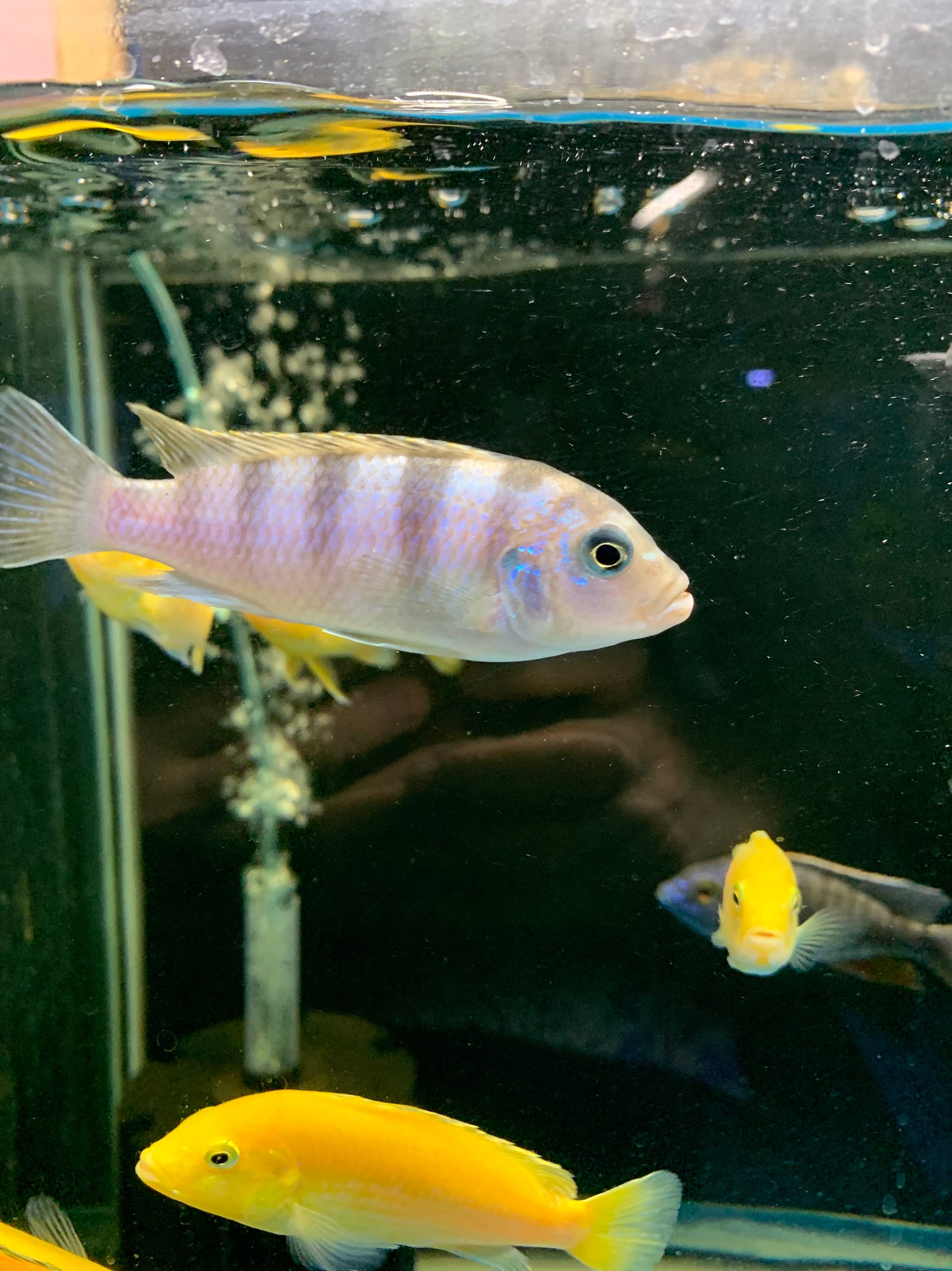 Kennyi Cichlid