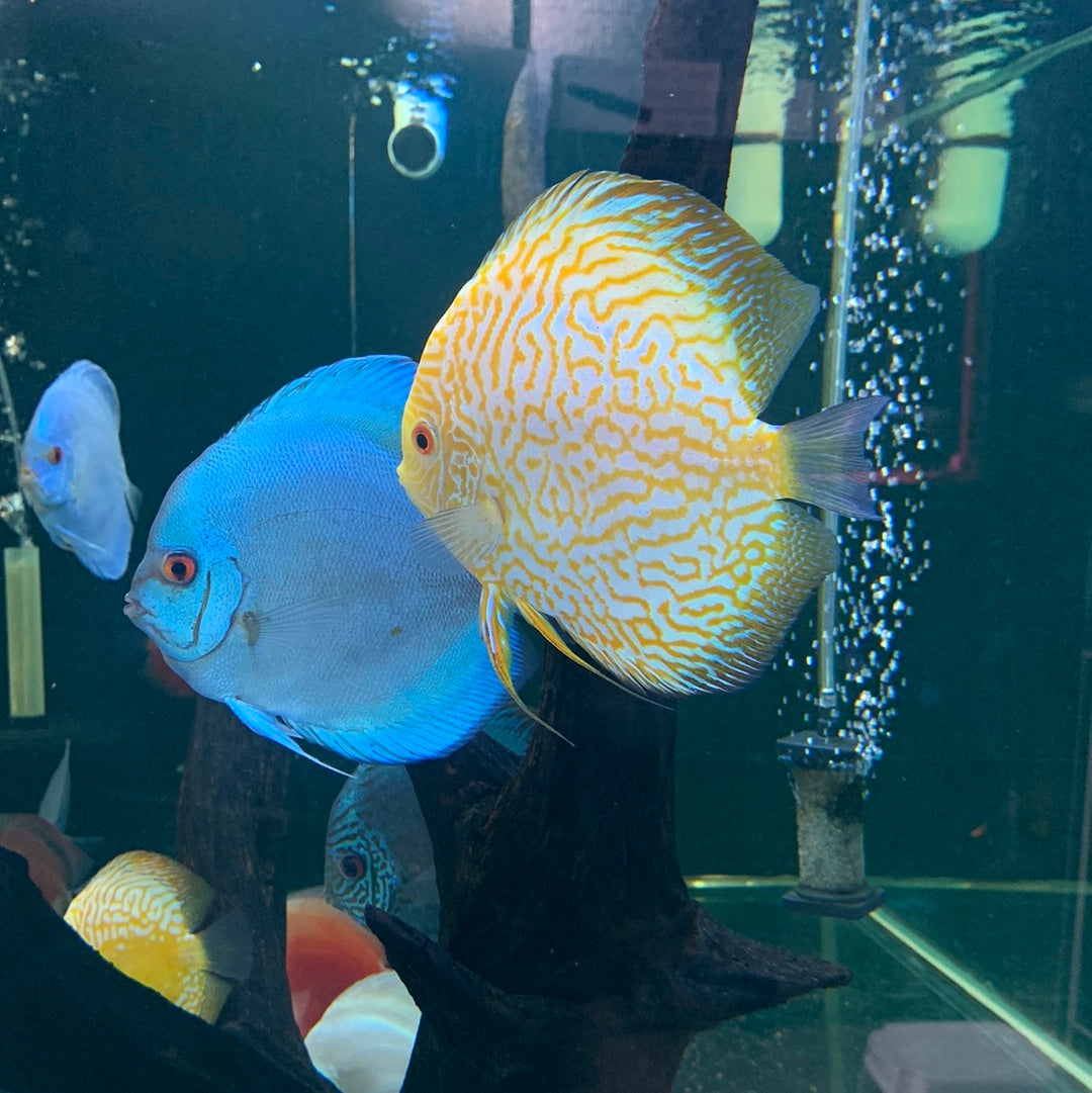 Yellow Pigeon Discus