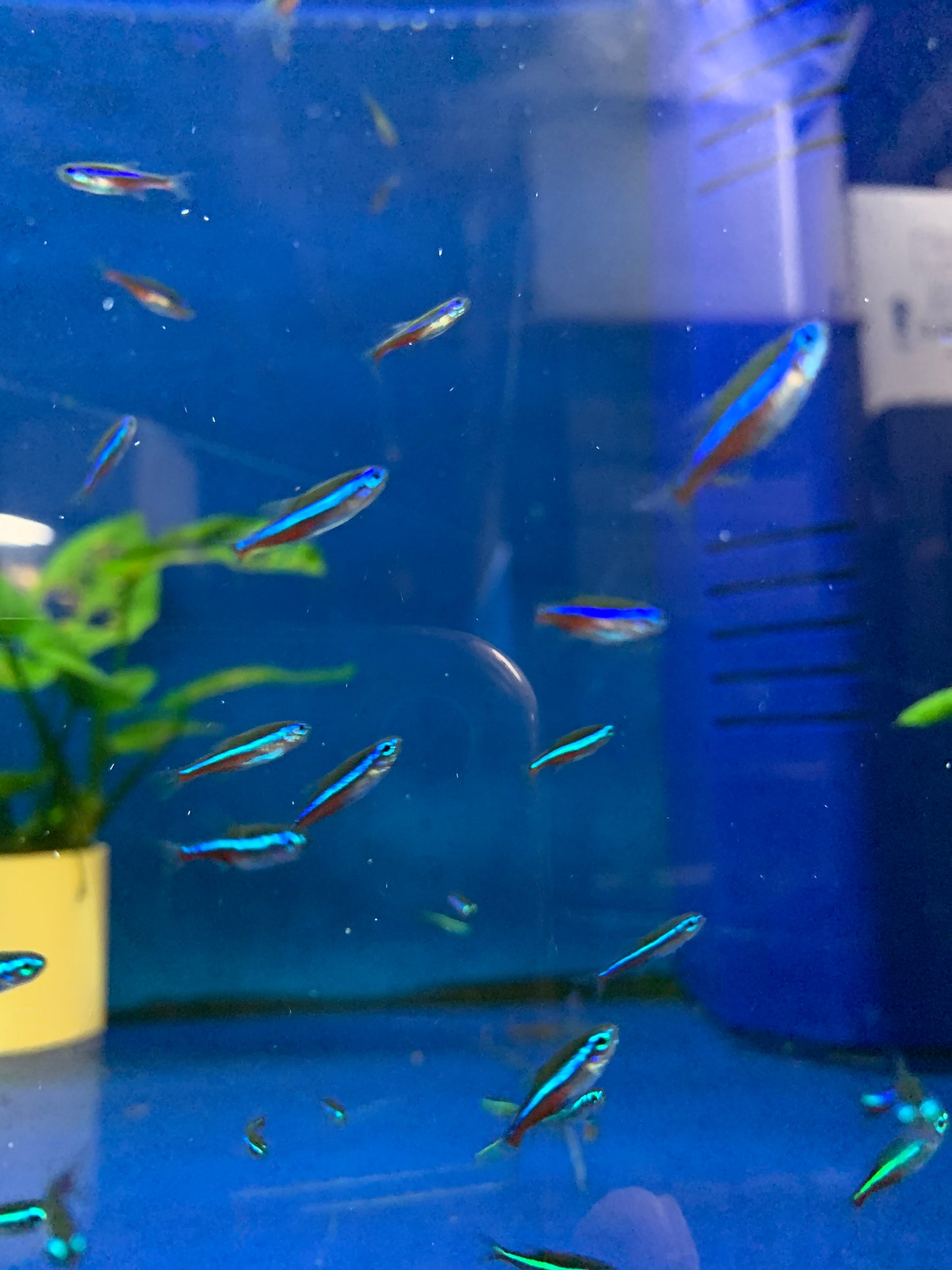 Neon Tetra