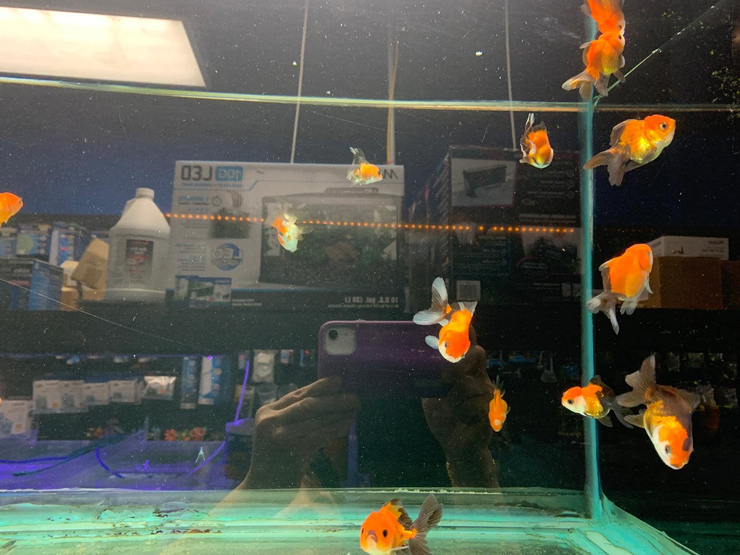 Oranda