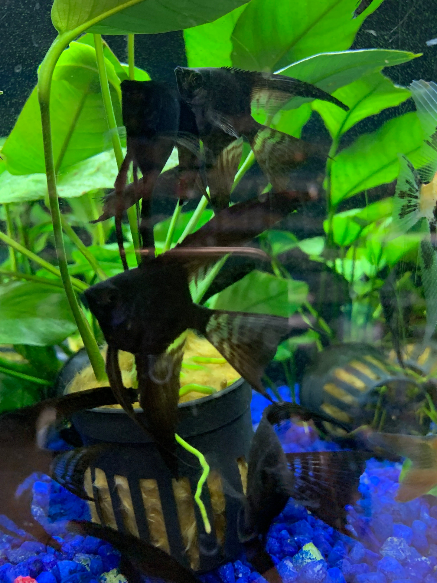 Angelfish Black lace veiltail