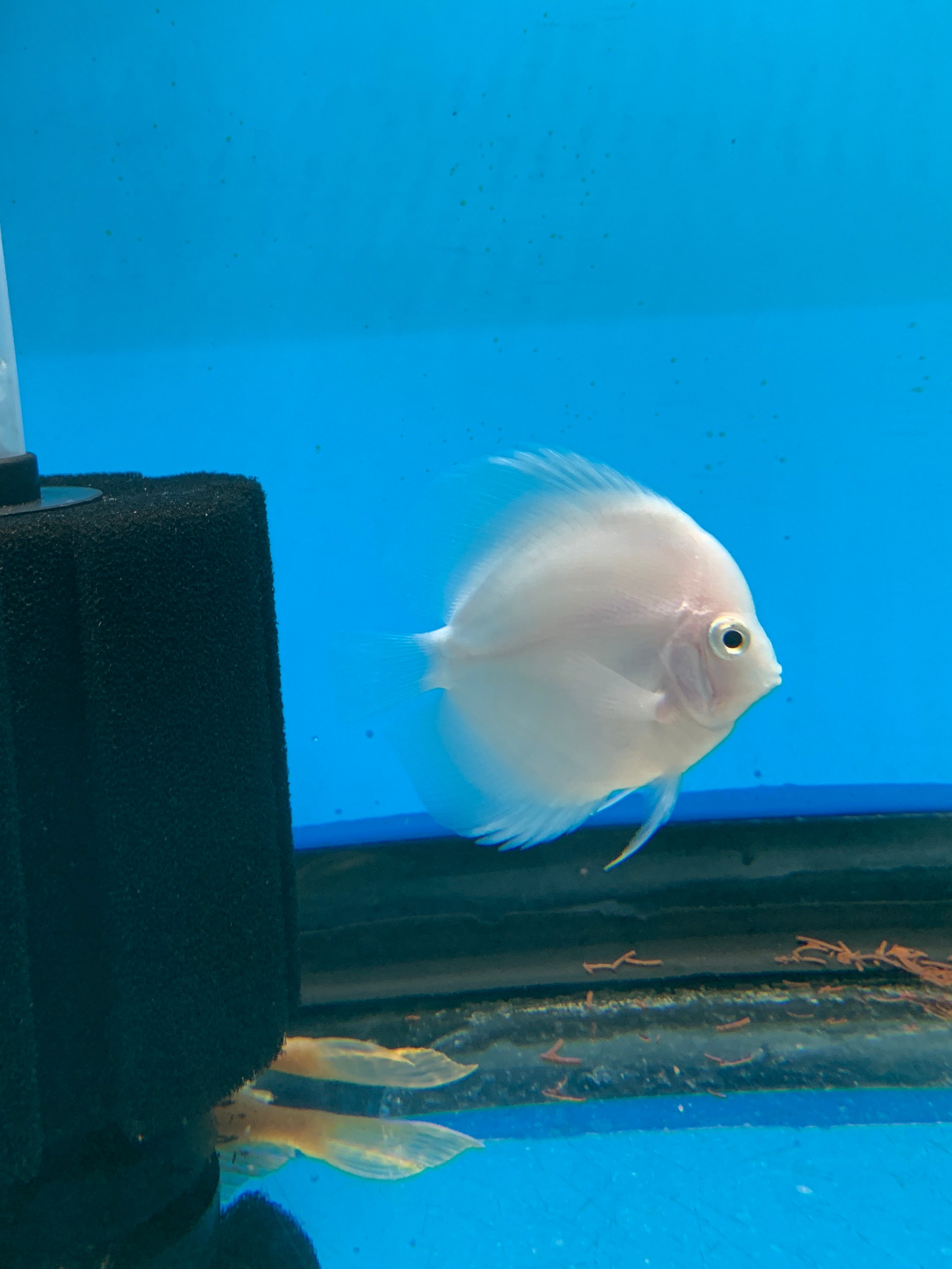 White diamond Discus