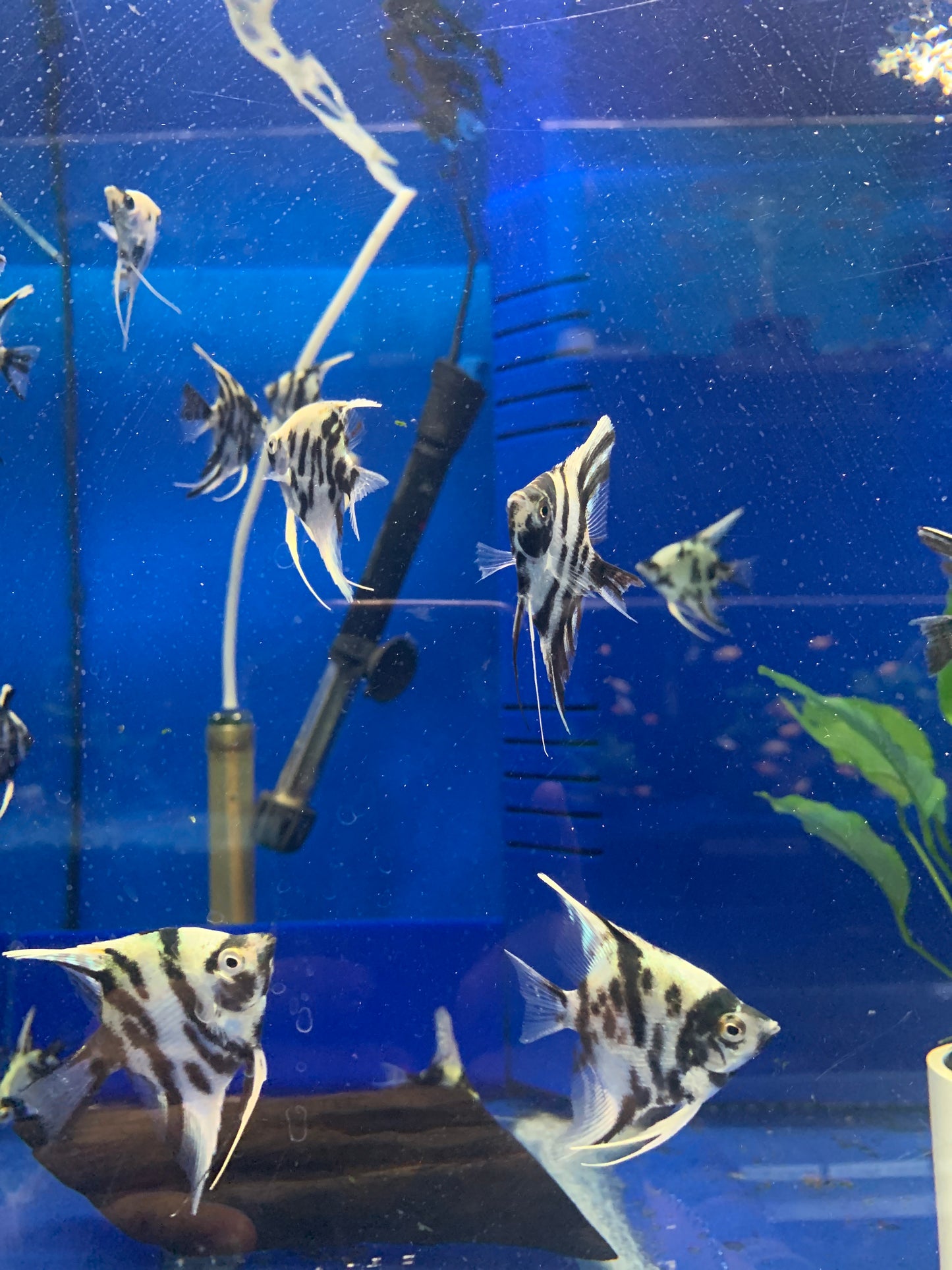 Panda angelfish
