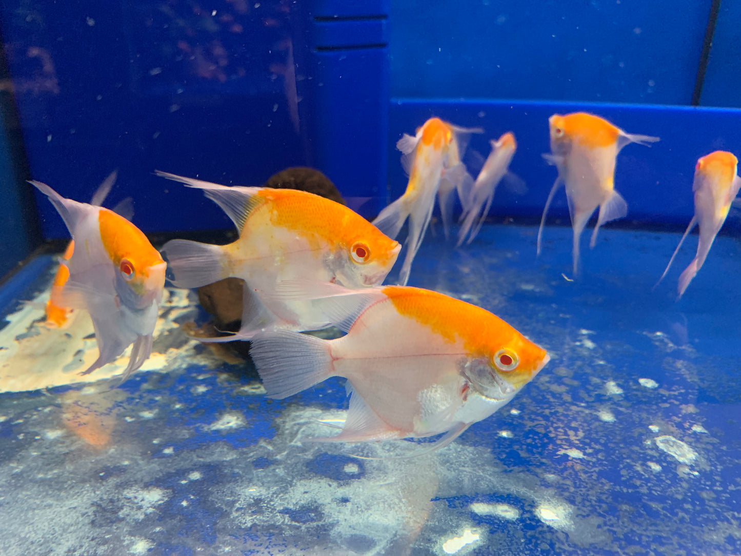 Angelfish Albino Koi