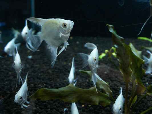 Platinum Angelfish