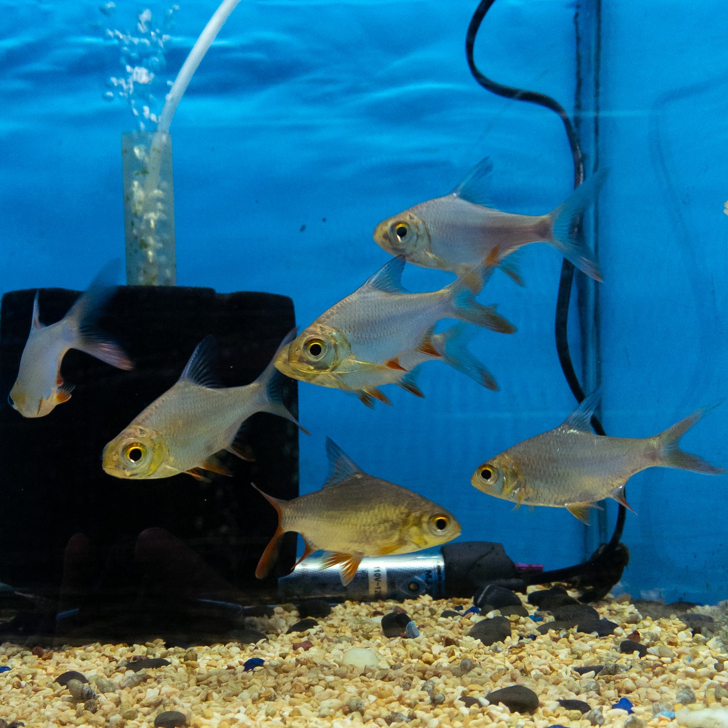 Redtail Tinfoil Barb