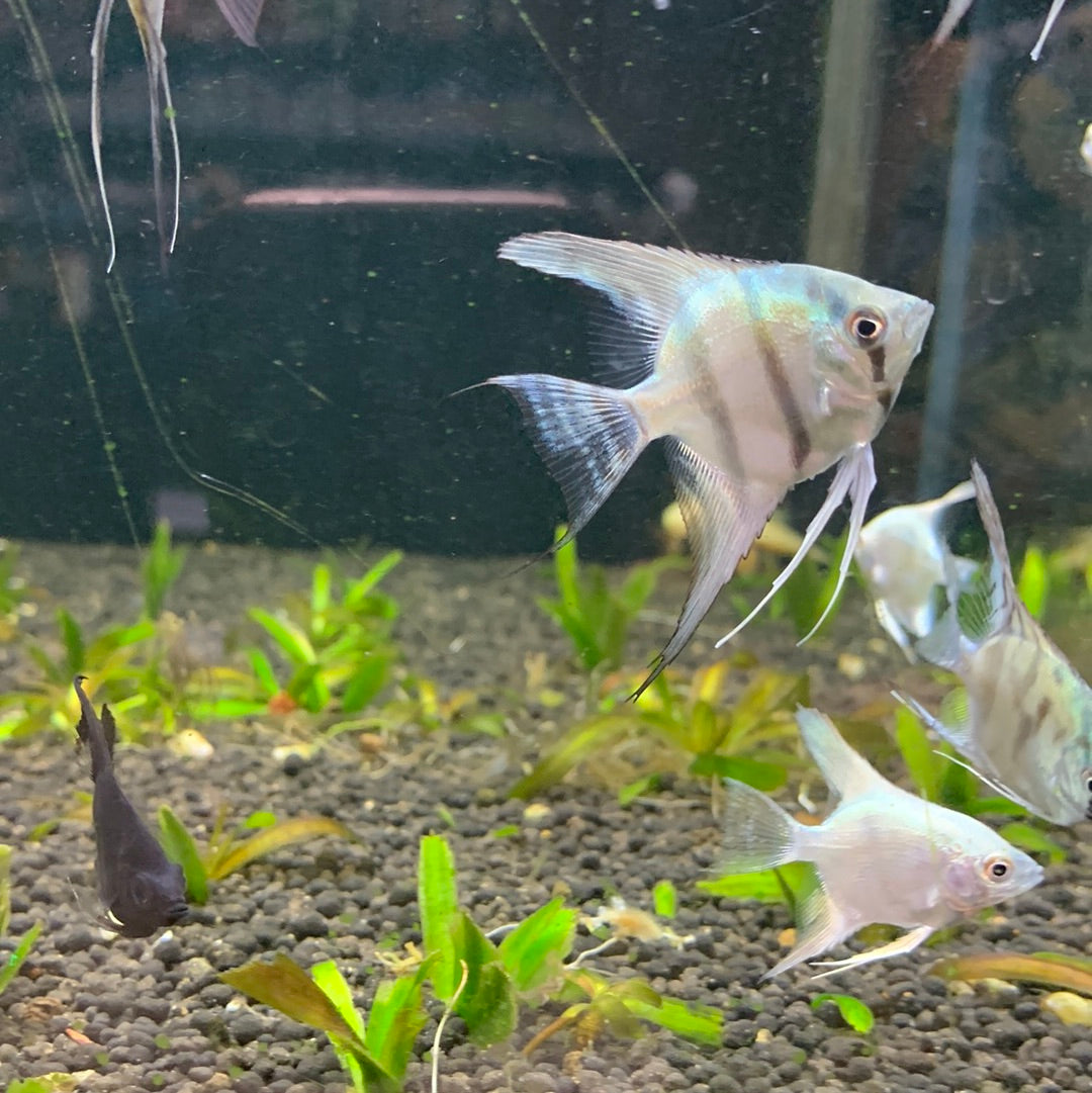 Blue Zebra Angelfish