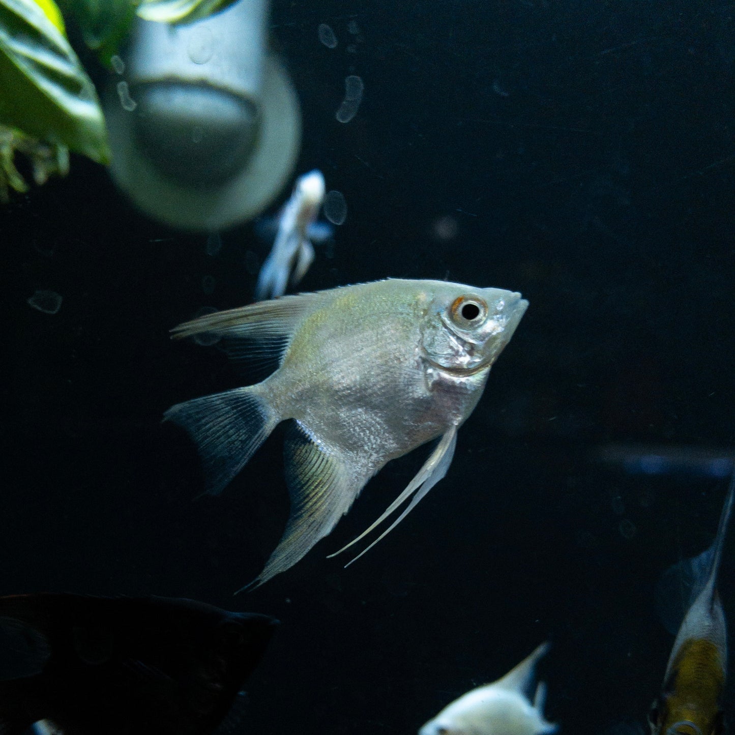 Platinum Angelfish