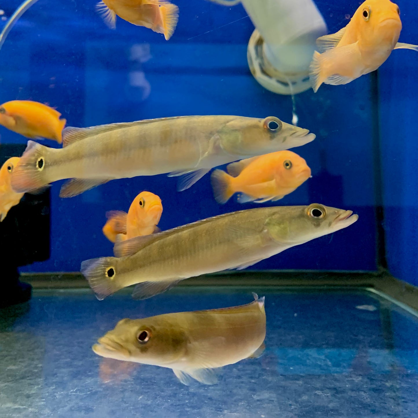 Xingu 1 Pike Cichlid