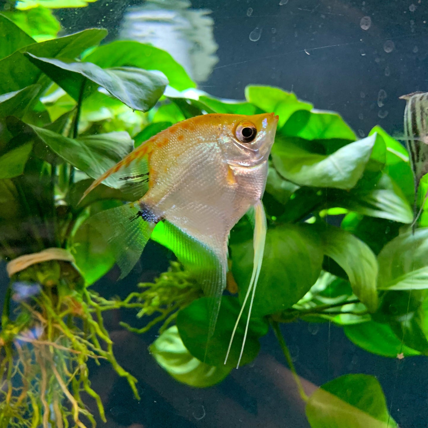 Red devil Angelfish