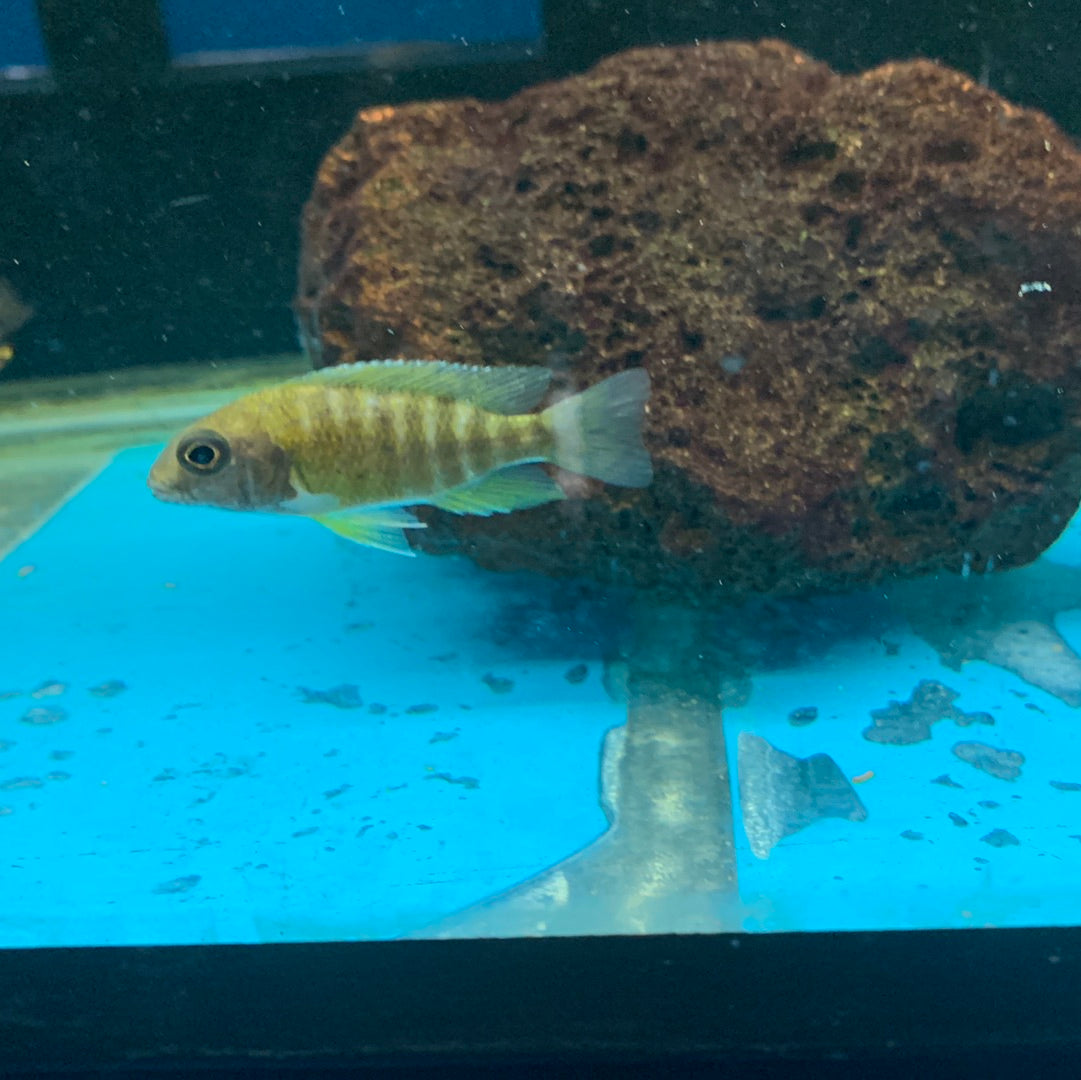 Assorted African Cichlids 2