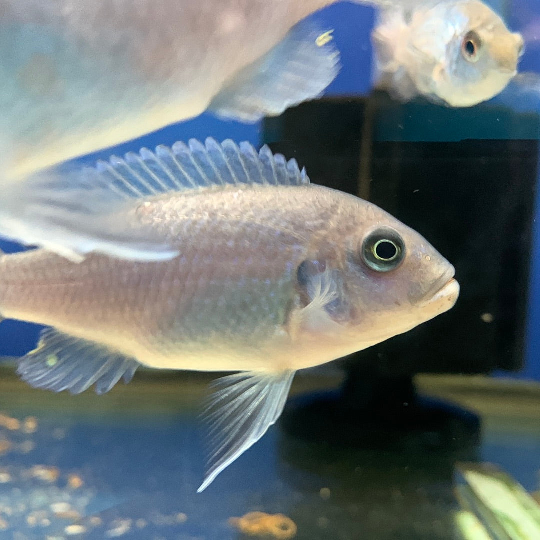 Assorted African Cichlids